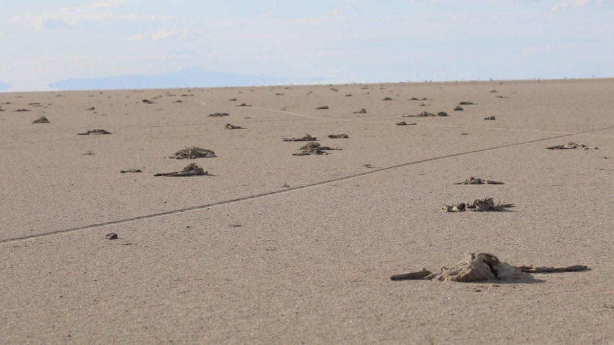 ‘Flamingo Cenneti’ Tuz Gölü Kurudu, Binlerce Flamingo Yavrusu Hayatını Kaybetti: Görüntüler Korku Filmi Gibi [18+]