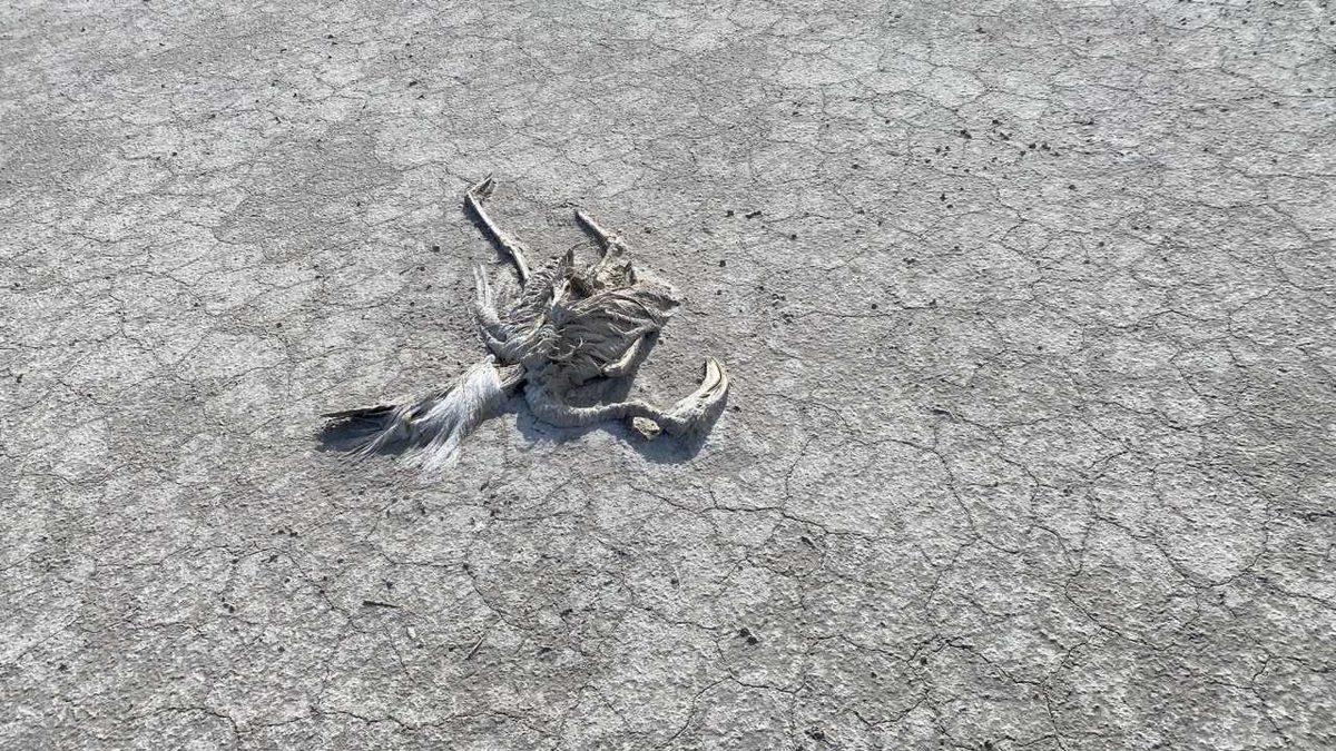 ‘Flamingo Cenneti’ Tuz Gölü Kurudu, Binlerce Flamingo Yavrusu Hayatını Kaybetti: Görüntüler Korku Filmi Gibi [18+]