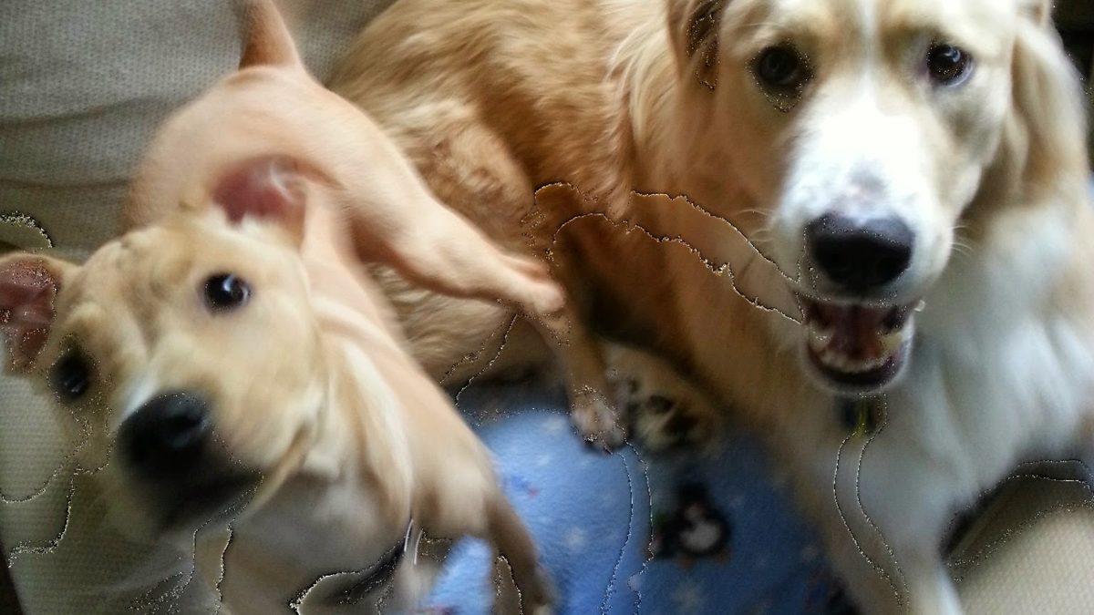 Google Fotoğraflar Kullanıcıları Dikkat: Milyonlarca Kişide ’Fotoğraf Bozulma Sorunu’ Yaşanıyor, Peki Sorun Nasıl Çözülür?