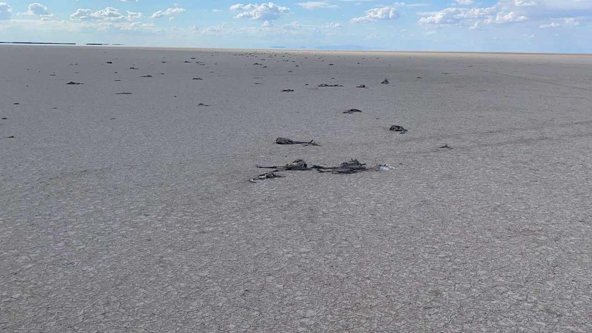 ‘Flamingo Cenneti’ Tuz Gölü Kurudu, Binlerce Flamingo Yavrusu Hayatını Kaybetti: Görüntüler Korku Filmi Gibi [18+]