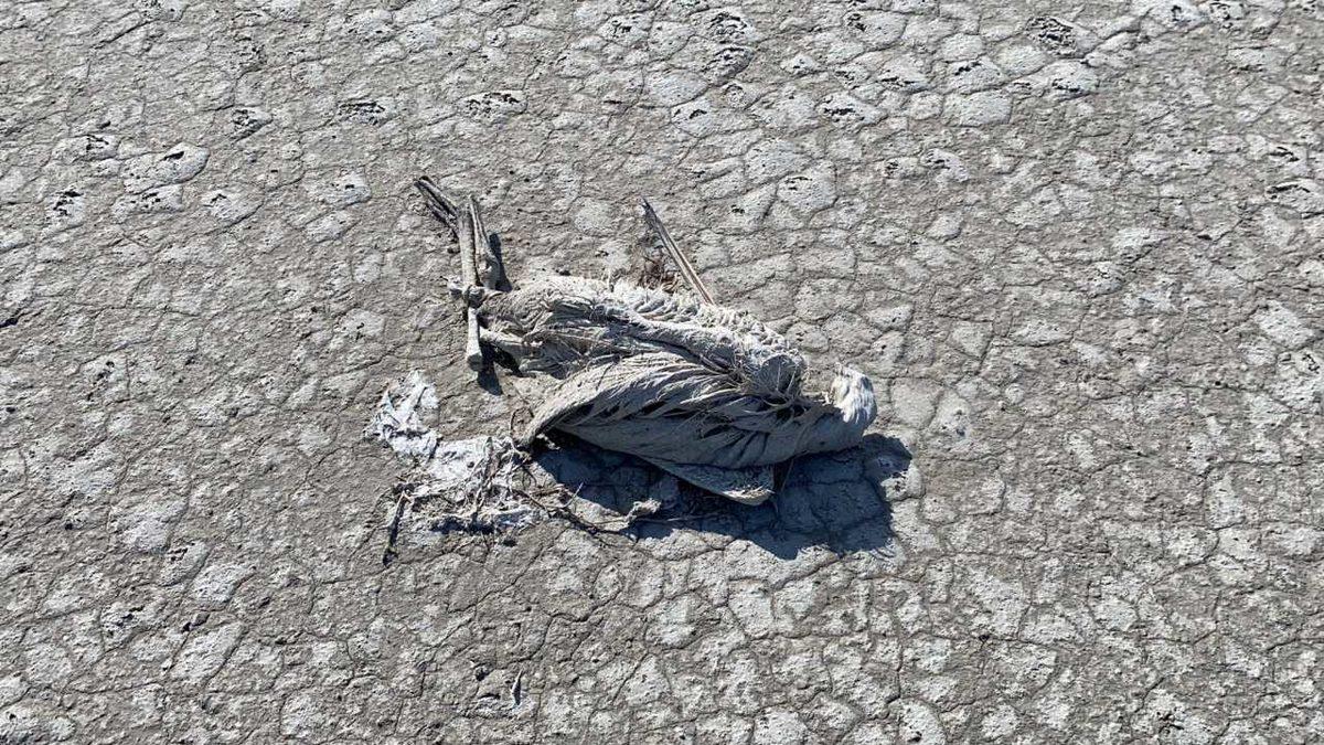 ‘Flamingo Cenneti’ Tuz Gölü Kurudu, Binlerce Flamingo Yavrusu Hayatını Kaybetti: Görüntüler Korku Filmi Gibi [18+]