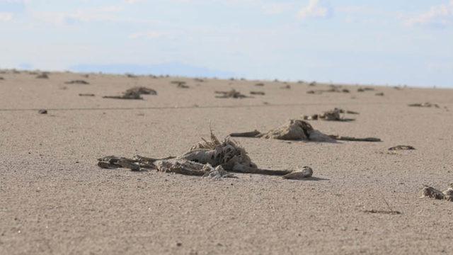 ‘Flamingo Cenneti’ Tuz Gölü Kurudu, Binlerce Flamingo Yavrusu Hayatını Kaybetti: Görüntüler Korku Filmi Gibi [18+]