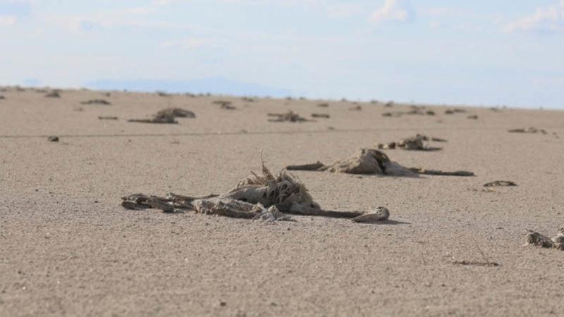 ‘Flamingo Cenneti’ Tuz Gölü Kurudu, Binlerce Flamingo Yavrusu Hayatını Kaybetti: Görüntüler Korku Filmi Gibi [18+]