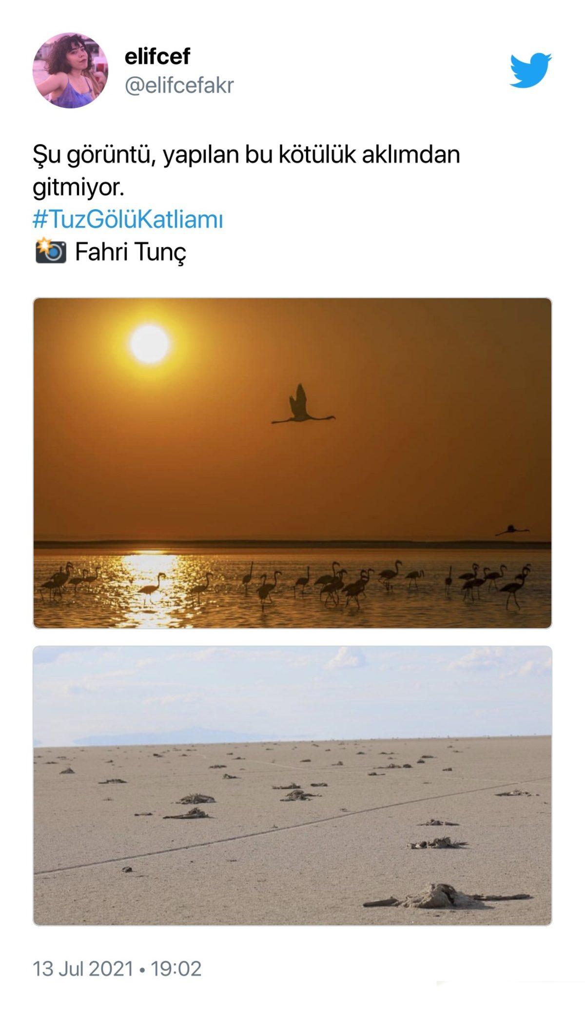 Binlerce Flamingonun Öldüğü Tuz Gölü Katliamı İçin Sosyal Medyada Yapılan Paylaşımlar