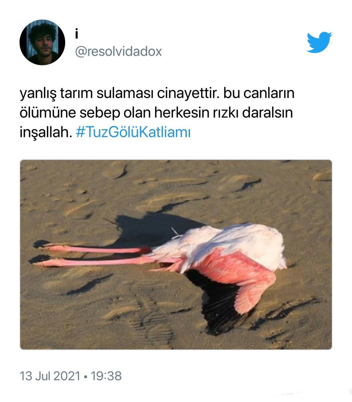 Binlerce Flamingonun Öldüğü Tuz Gölü Katliamı İçin Sosyal Medyada Yapılan Paylaşımlar