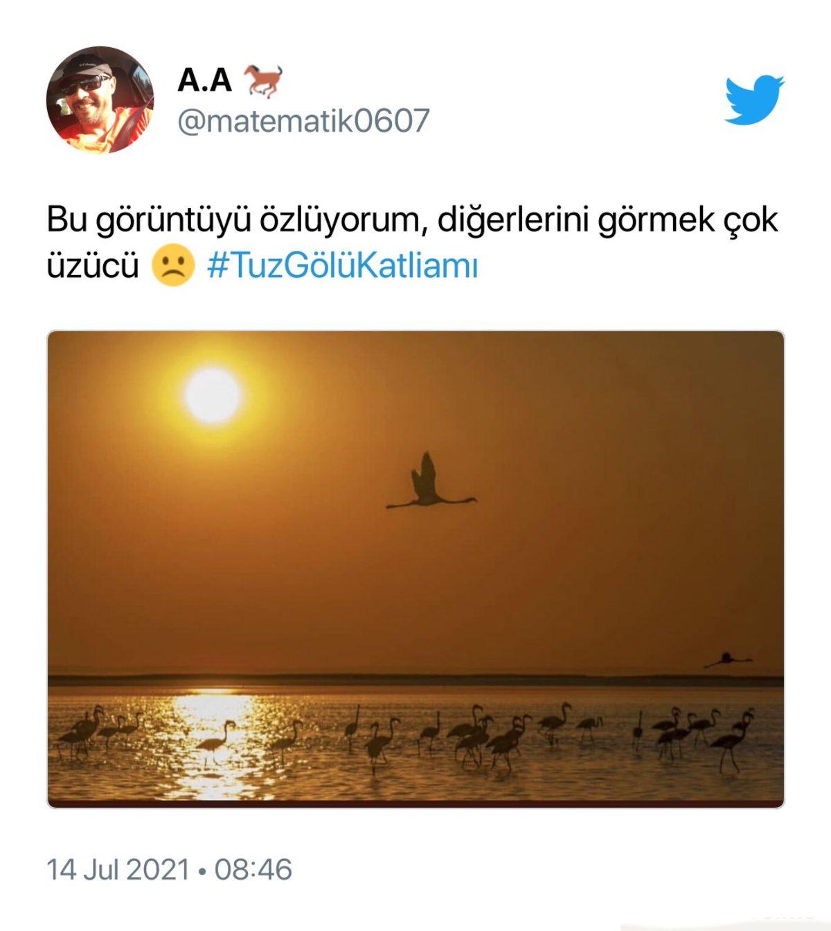 Binlerce Flamingonun Öldüğü Tuz Gölü Katliamı İçin Sosyal Medyada Yapılan Paylaşımlar