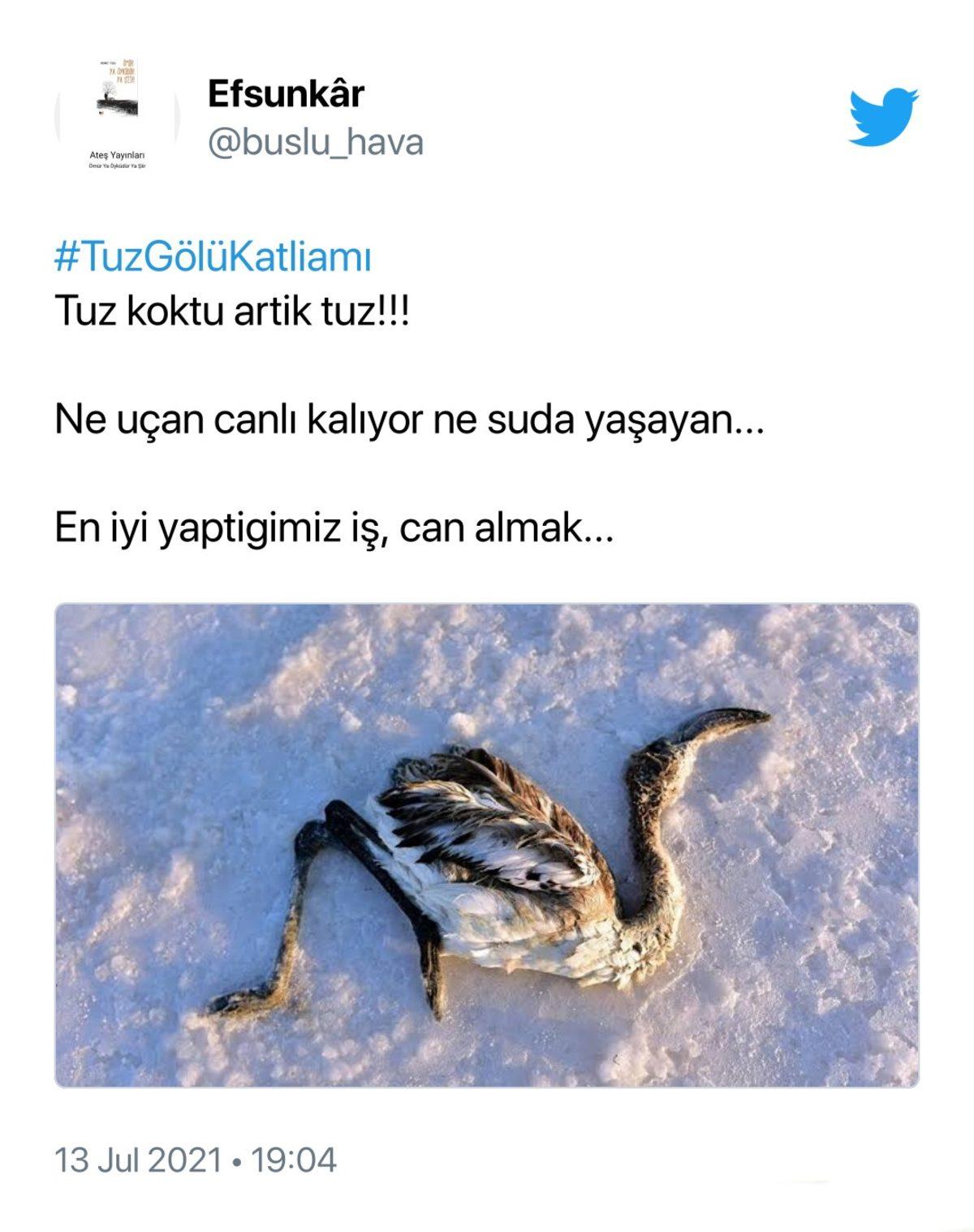 Binlerce Flamingonun Öldüğü Tuz Gölü Katliamı İçin Sosyal Medyada Yapılan Paylaşımlar