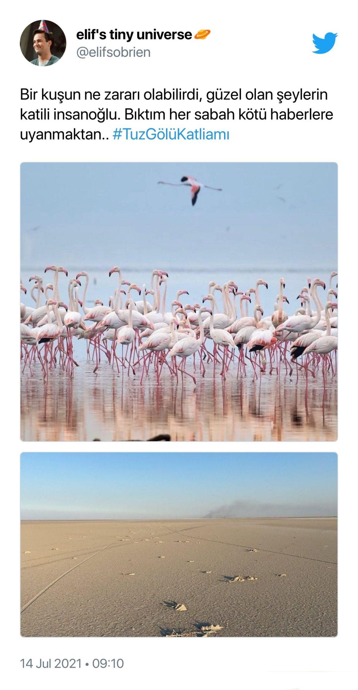 Binlerce Flamingonun Öldüğü Tuz Gölü Katliamı İçin Sosyal Medyada Yapılan Paylaşımlar