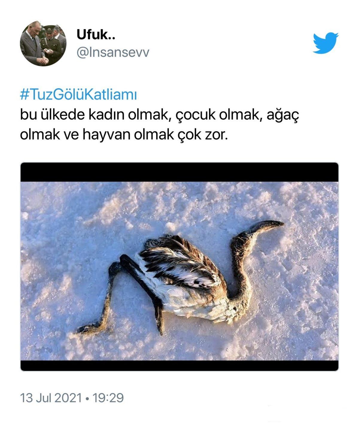 Binlerce Flamingonun Öldüğü Tuz Gölü Katliamı İçin Sosyal Medyada Yapılan Paylaşımlar
