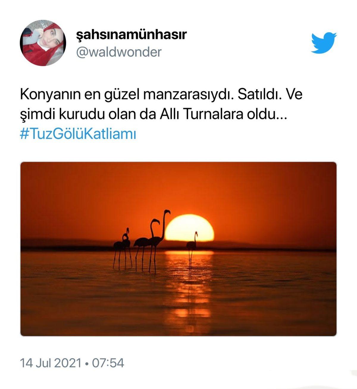 Binlerce Flamingonun Öldüğü Tuz Gölü Katliamı İçin Sosyal Medyada Yapılan Paylaşımlar