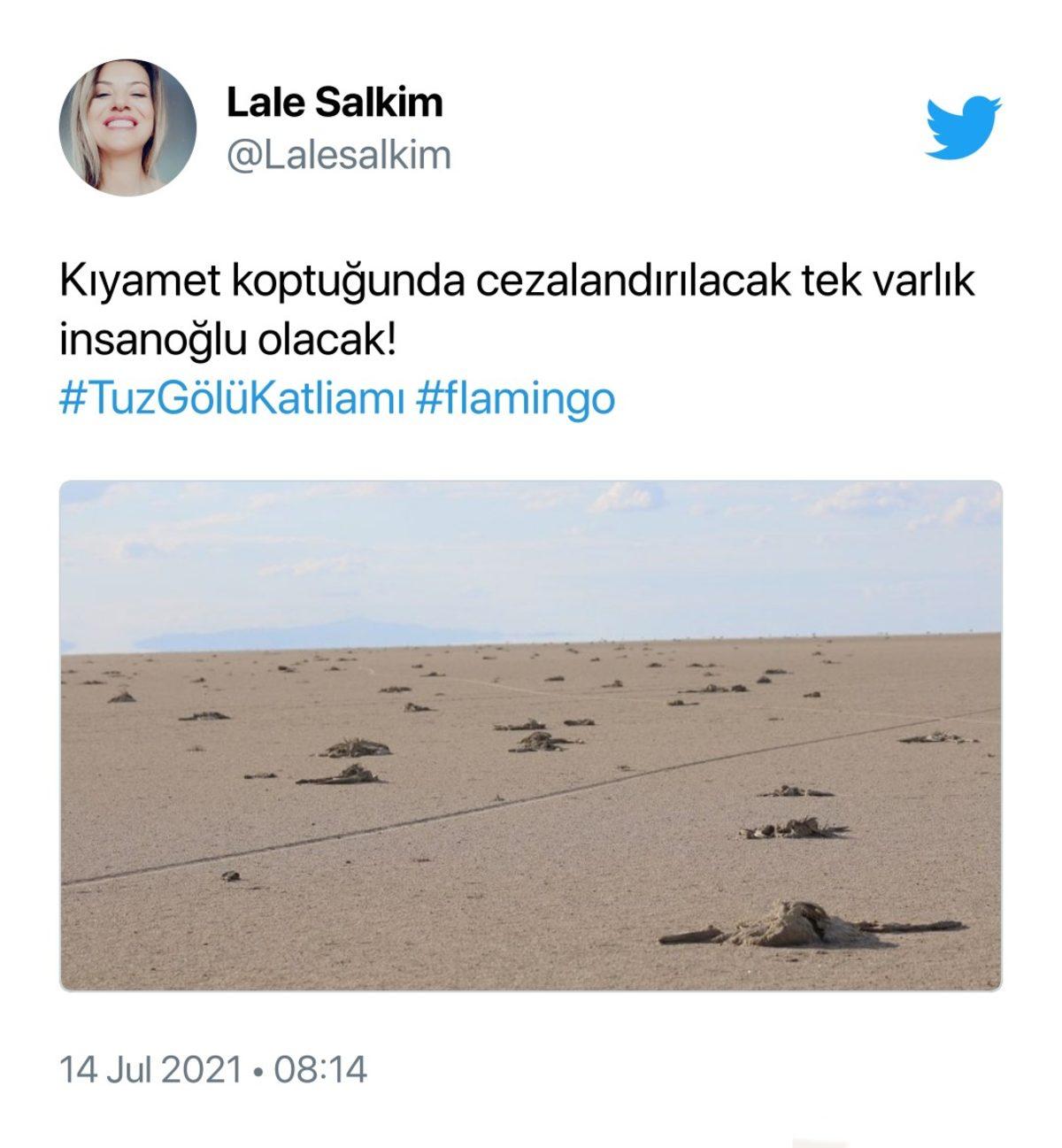 Binlerce Flamingonun Öldüğü Tuz Gölü Katliamı İçin Sosyal Medyada Yapılan Paylaşımlar