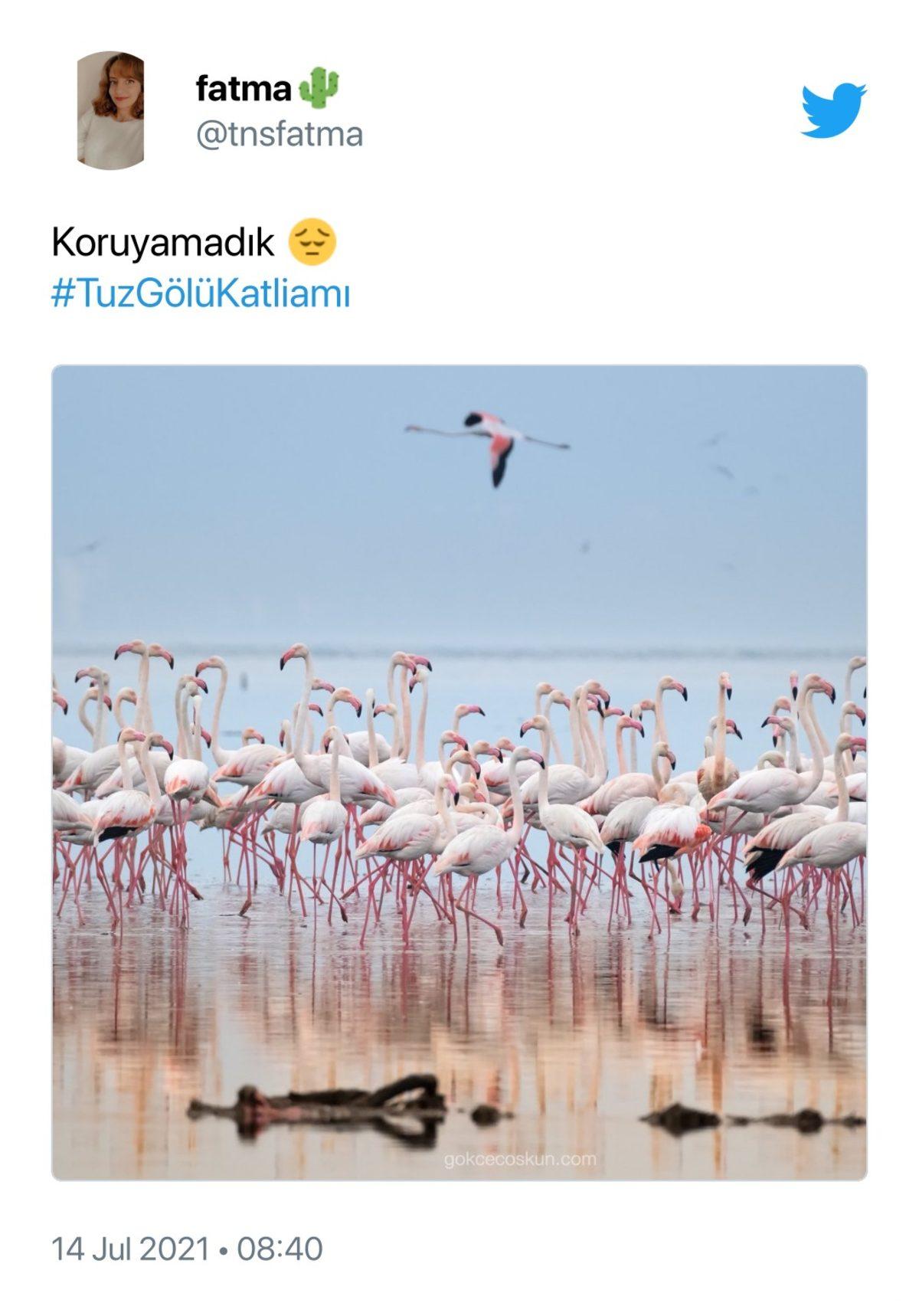 Binlerce Flamingonun Öldüğü Tuz Gölü Katliamı İçin Sosyal Medyada Yapılan Paylaşımlar