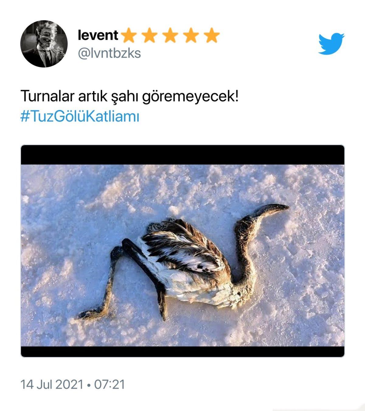 Binlerce Flamingonun Öldüğü Tuz Gölü Katliamı İçin Sosyal Medyada Yapılan Paylaşımlar