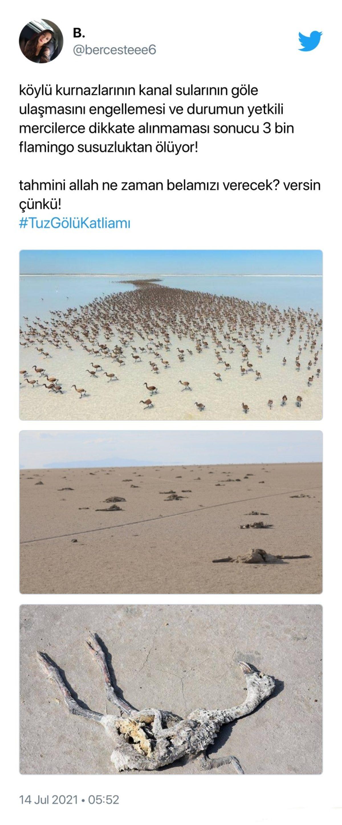 Binlerce Flamingonun Öldüğü Tuz Gölü Katliamı İçin Sosyal Medyada Yapılan Paylaşımlar