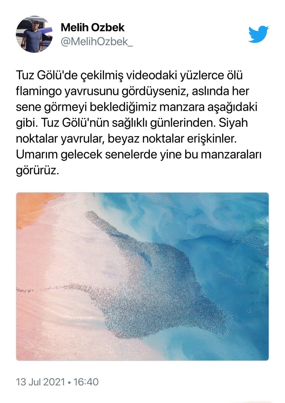 Binlerce Flamingonun Öldüğü Tuz Gölü Katliamı İçin Sosyal Medyada Yapılan Paylaşımlar