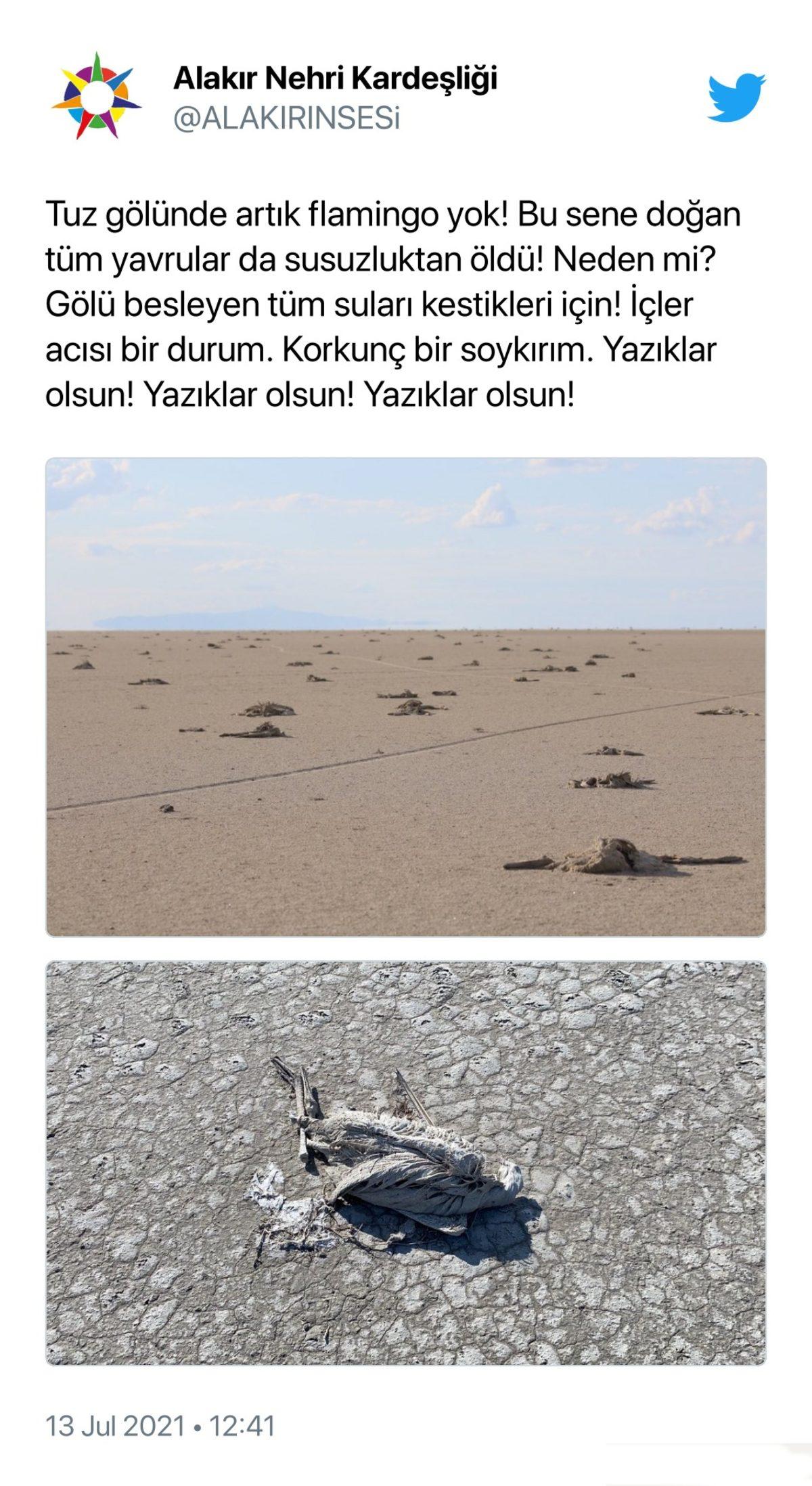 Binlerce Flamingonun Öldüğü Tuz Gölü Katliamı İçin Sosyal Medyada Yapılan Paylaşımlar