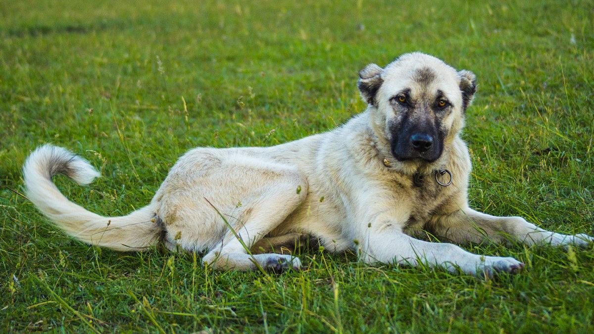 İyi Bir Sürü Lideri Olarak Bilinen Kangal Köpeklerinin Özellikleri Hakkında Sizi Şaşırtacak 12 Bilgi