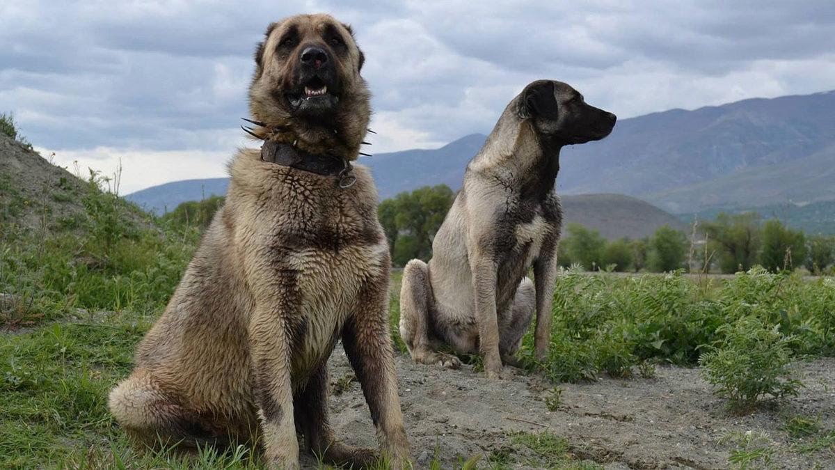 İyi Bir Sürü Lideri Olarak Bilinen Kangal Köpeklerinin Özellikleri Hakkında Sizi Şaşırtacak 12 Bilgi