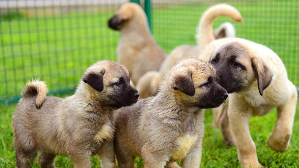İyi Bir Sürü Lideri Olarak Bilinen Kangal Köpeklerinin Özellikleri Hakkında Sizi Şaşırtacak 12 Bilgi