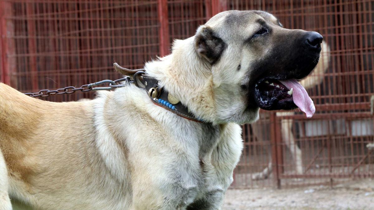 İyi Bir Sürü Lideri Olarak Bilinen Kangal Köpeklerinin Özellikleri Hakkında Sizi Şaşırtacak 12 Bilgi