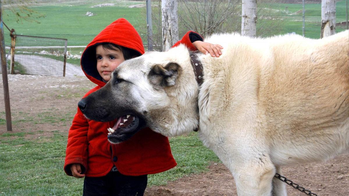 İyi Bir Sürü Lideri Olarak Bilinen Kangal Köpeklerinin Özellikleri Hakkında Sizi Şaşırtacak 12 Bilgi