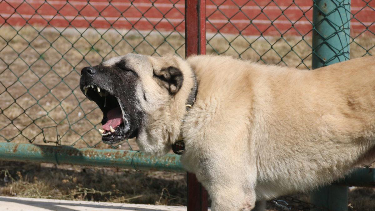 İyi Bir Sürü Lideri Olarak Bilinen Kangal Köpeklerinin Özellikleri Hakkında Sizi Şaşırtacak 12 Bilgi