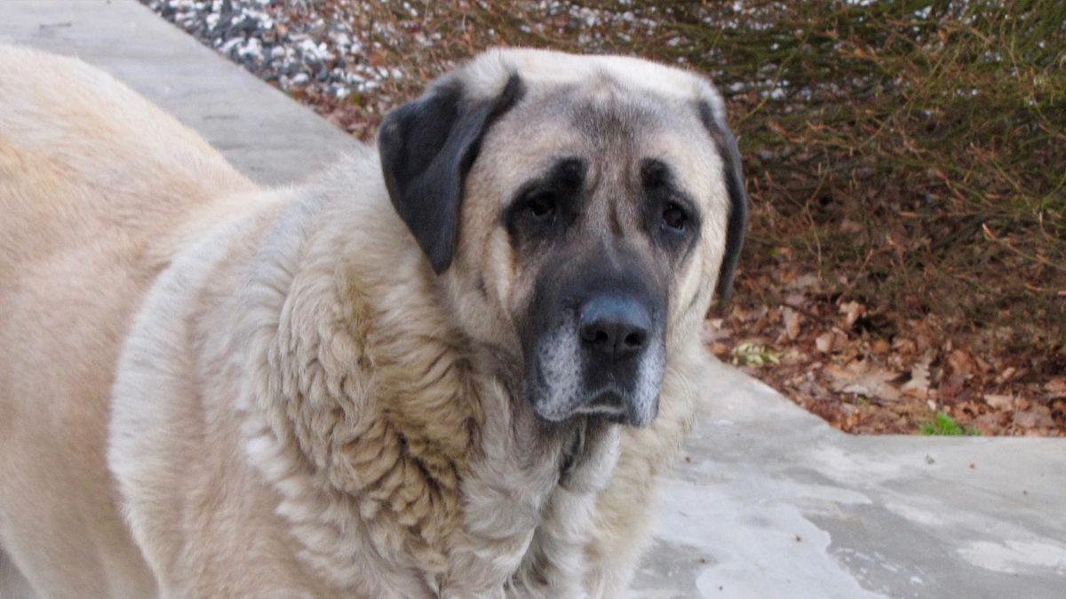 İyi Bir Sürü Lideri Olarak Bilinen Kangal Köpeklerinin Özellikleri Hakkında Sizi Şaşırtacak 12 Bilgi