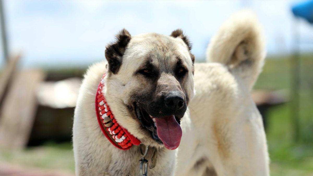 İyi Bir Sürü Lideri Olarak Bilinen Kangal Köpeklerinin Özellikleri Hakkında Sizi Şaşırtacak 12 Bilgi