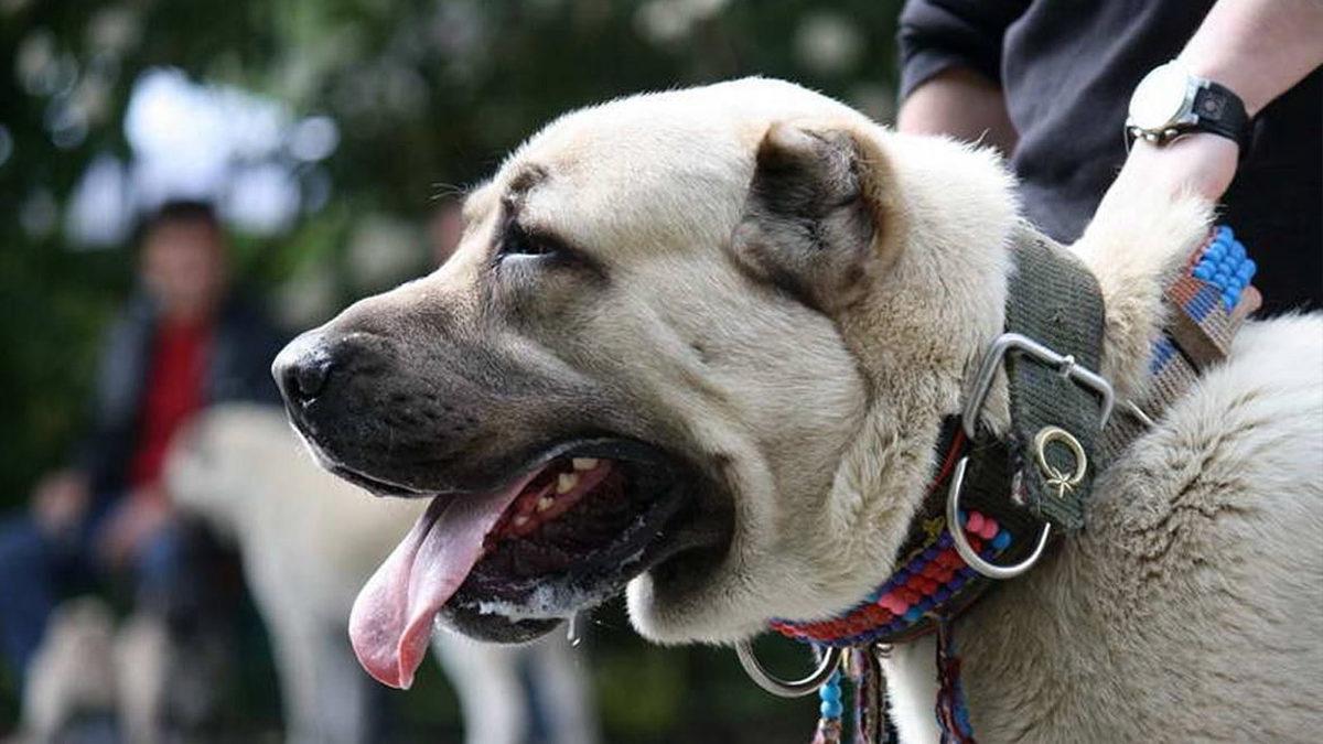İyi Bir Sürü Lideri Olarak Bilinen Kangal Köpeklerinin Özellikleri Hakkında Sizi Şaşırtacak 12 Bilgi
