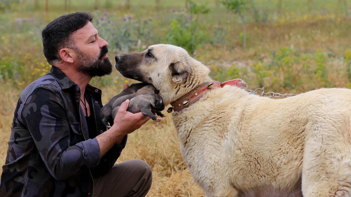 İyi Bir Sürü Lideri Olarak Bilinen Kangal Köpeklerinin Özellikleri Hakkında Sizi Şaşırtacak 12 Bilgi