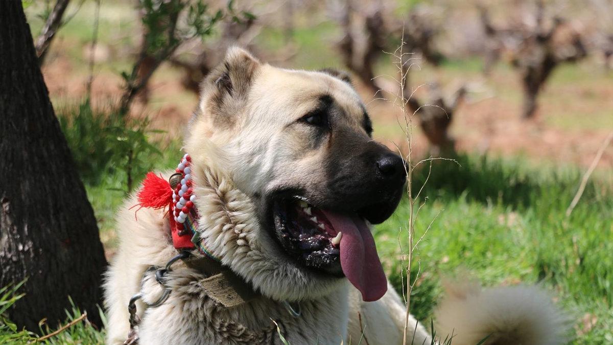 İyi Bir Sürü Lideri Olarak Bilinen Kangal Köpeklerinin Özellikleri Hakkında Sizi Şaşırtacak 12 Bilgi