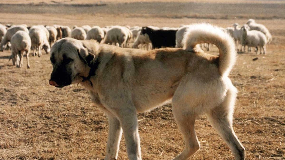İyi Bir Sürü Lideri Olarak Bilinen Kangal Köpeklerinin Özellikleri Hakkında Sizi Şaşırtacak 12 Bilgi