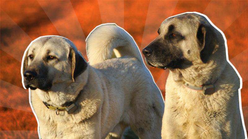 İyi Bir Sürü Lideri Olarak Bilinen Kangal Köpeklerinin Özellikleri Hakkında Sizi Şaşırtacak 12 Bilgi