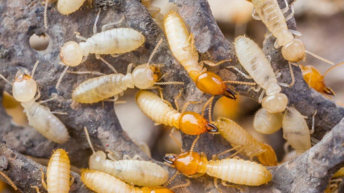 Termitlerin İklim Değişikliklerini Hızlandırabileceği Ortaya Çıktı: Peki Nasıl?