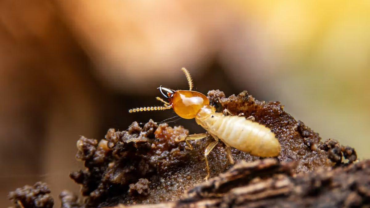 Termitlerin İklim Değişikliklerini Hızlandırabileceği Ortaya Çıktı: Peki Nasıl?