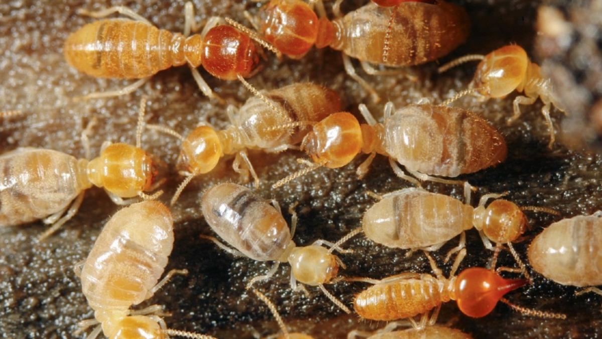 Termitlerin İklim Değişikliklerini Hızlandırabileceği Ortaya Çıktı: Peki Nasıl?