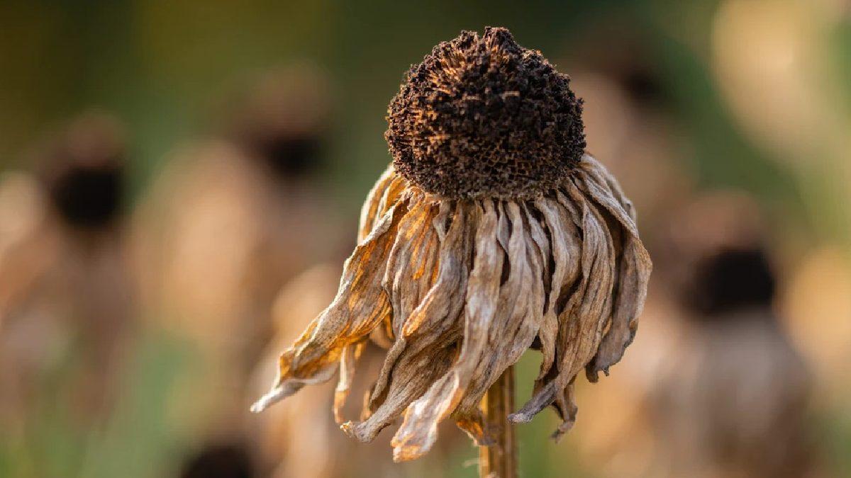 49 Yıl Önce Öngörülen ’Toplumsal Çöküş’ Döneminin Başladığı Açıklandı