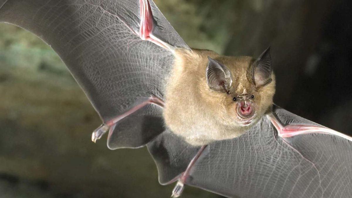 Yarasalarda Tüm Aşılara Karşı Direnç Gösteren Yeni Bir Koronavirüs Türü Keşfedildi