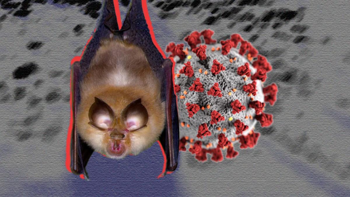 Yarasalarda Tüm Aşılara Karşı Direnç Gösteren Yeni Bir Koronavirüs Türü Keşfedildi