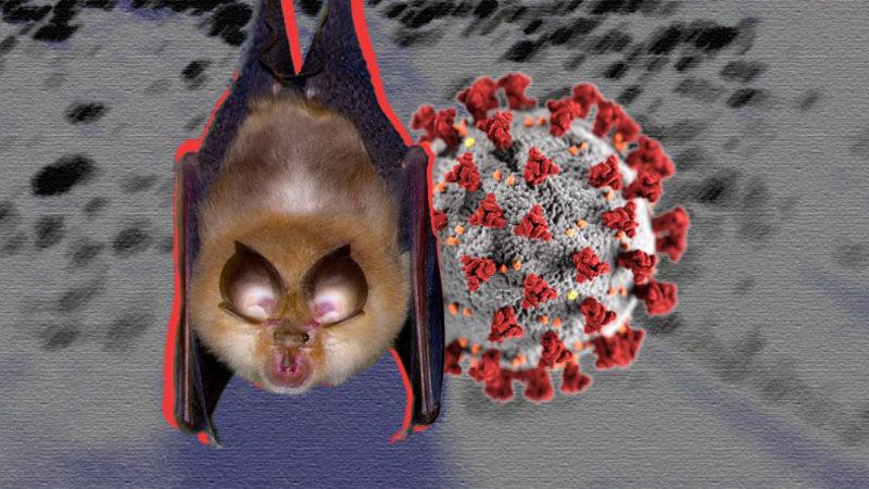 Yarasalarda Tüm Aşılara Karşı Direnç Gösteren Yeni Bir Koronavirüs Türü Keşfedildi