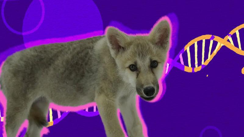 Dünyada İlk Kez Bir Kurt Klonlandı! [Video]