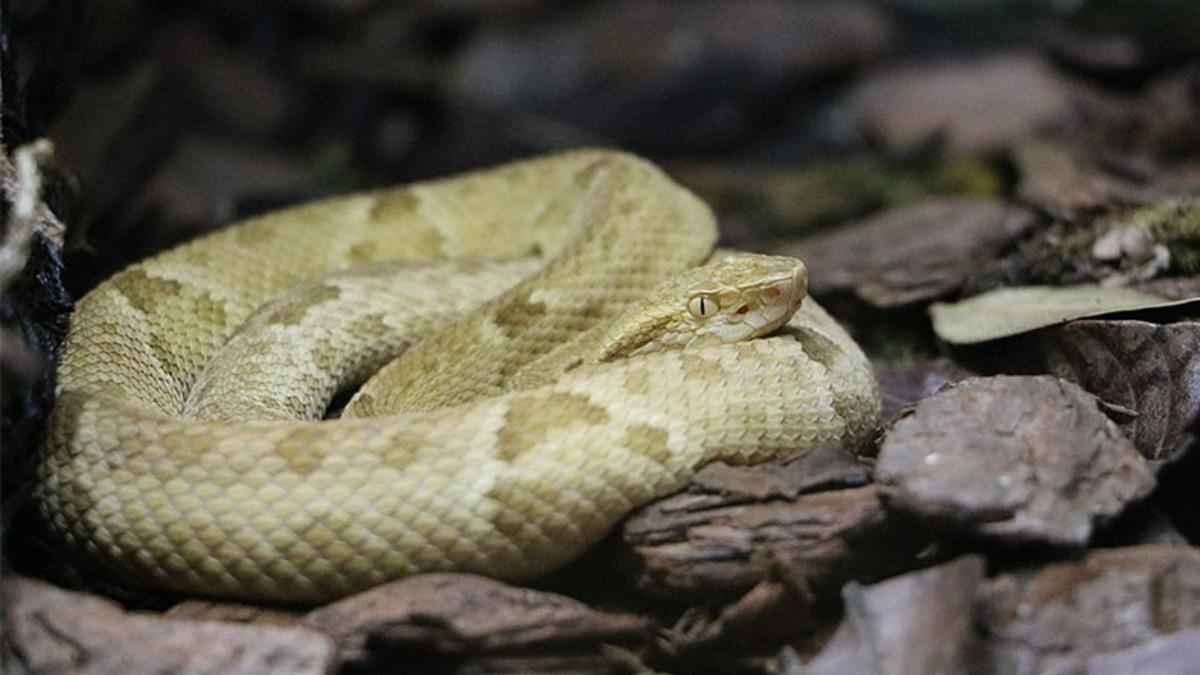Yılan Zehrinden Hayati Kanamaları Saniyeler İçinde Durduran ’Süper Yapıştırıcı’ Geliştirildi
