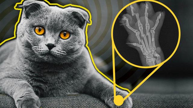 Çok Sevimli Olsalar da Neden Bir Scottish Fold Sahiplenmemeniz Gerektiğini Veterinerlere Sorduk: Aslında Acı Çekiyorlar!