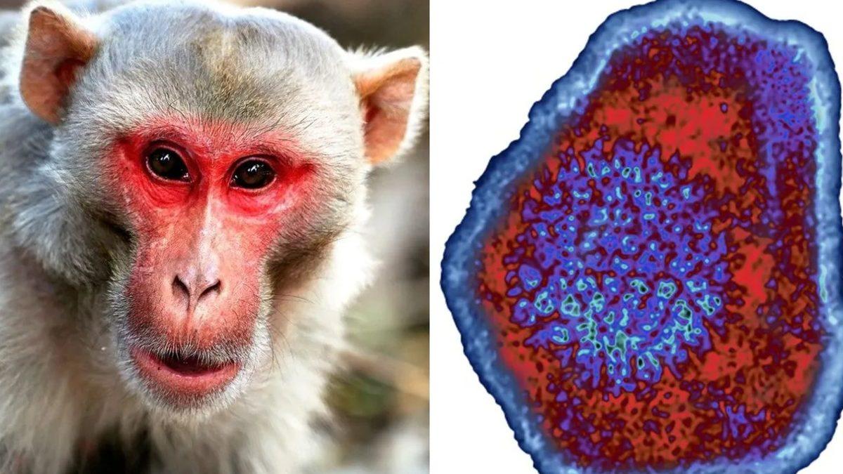 Maymunlardan İnsanlara Bulaşan Monkey B Virüsü, Çin’de İlk Kez Can Aldı