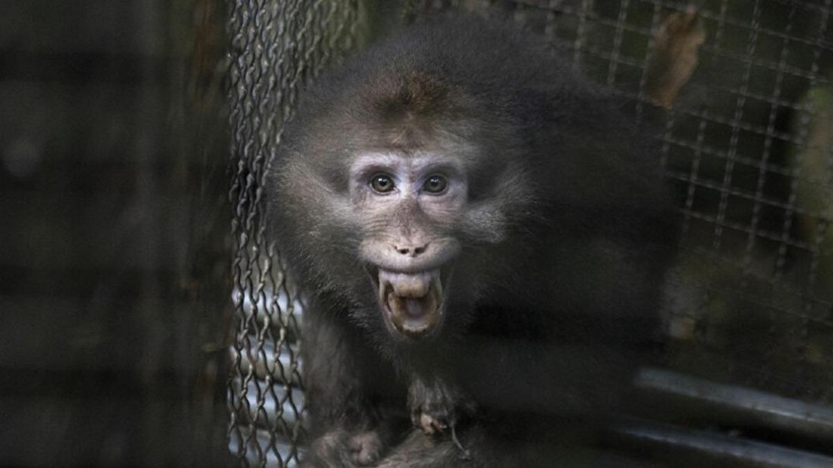 Maymunlardan İnsanlara Bulaşan Monkey B Virüsü, Çin’de İlk Kez Can Aldı