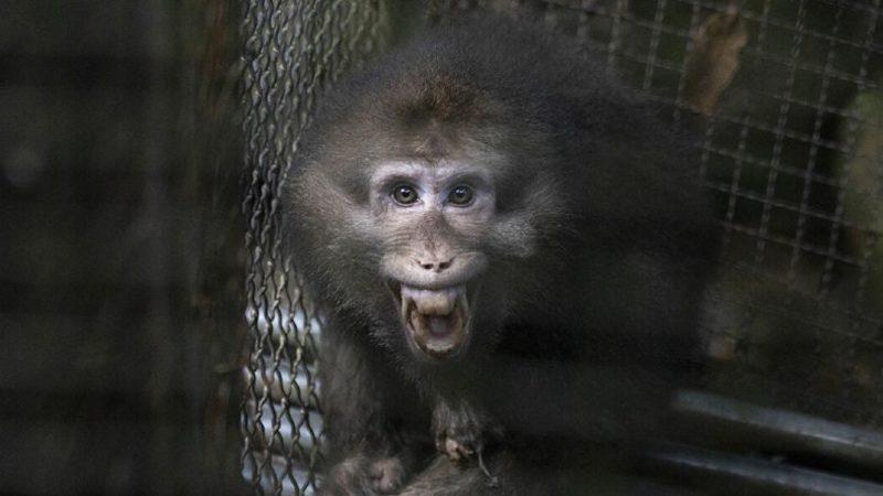 Maymunlardan İnsanlara Bulaşan Monkey B Virüsü, Çin’de İlk Kez Can Aldı