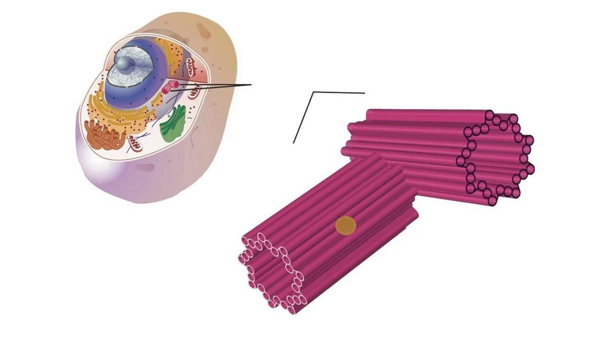 Canlı Yaşamının Devamlılığını Sağlayan Sentriyol Nedir, Ne İşe Yarar?