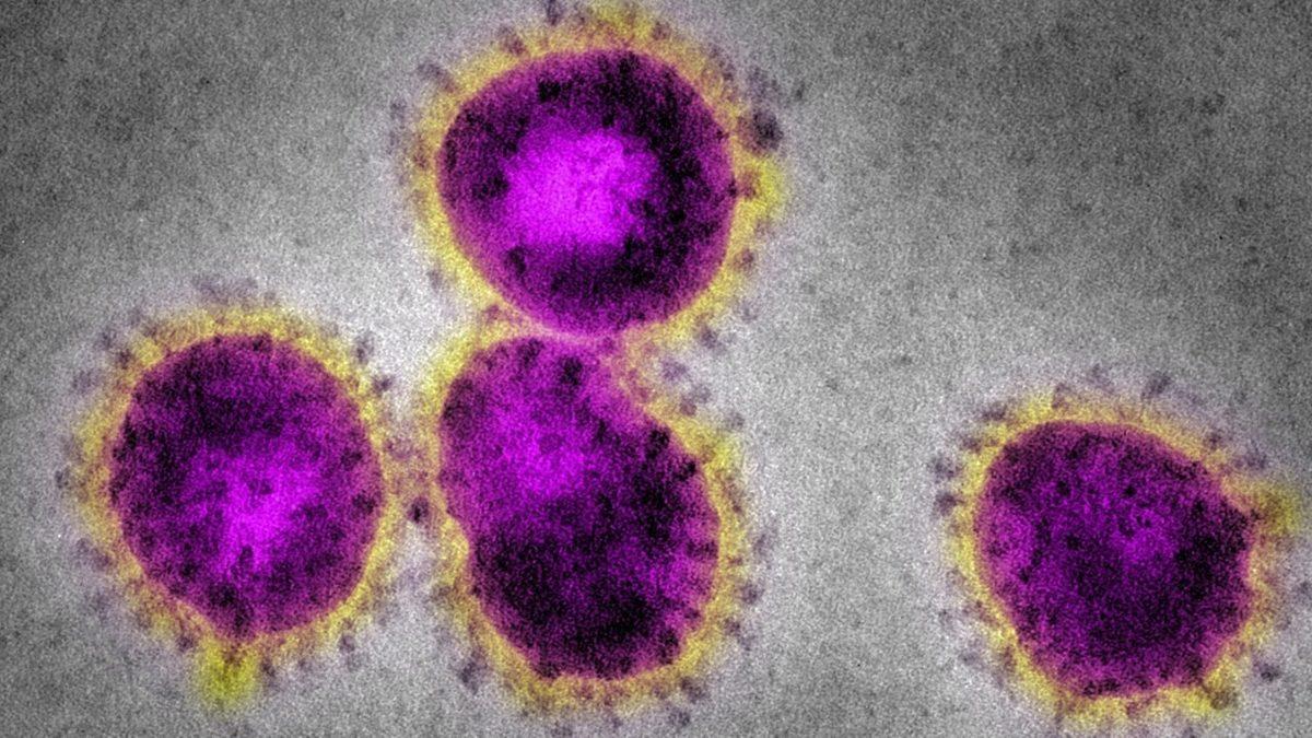 Canlı Yaşamının Devamlılığını Sağlayan Sentriyol Nedir, Ne İşe Yarar?