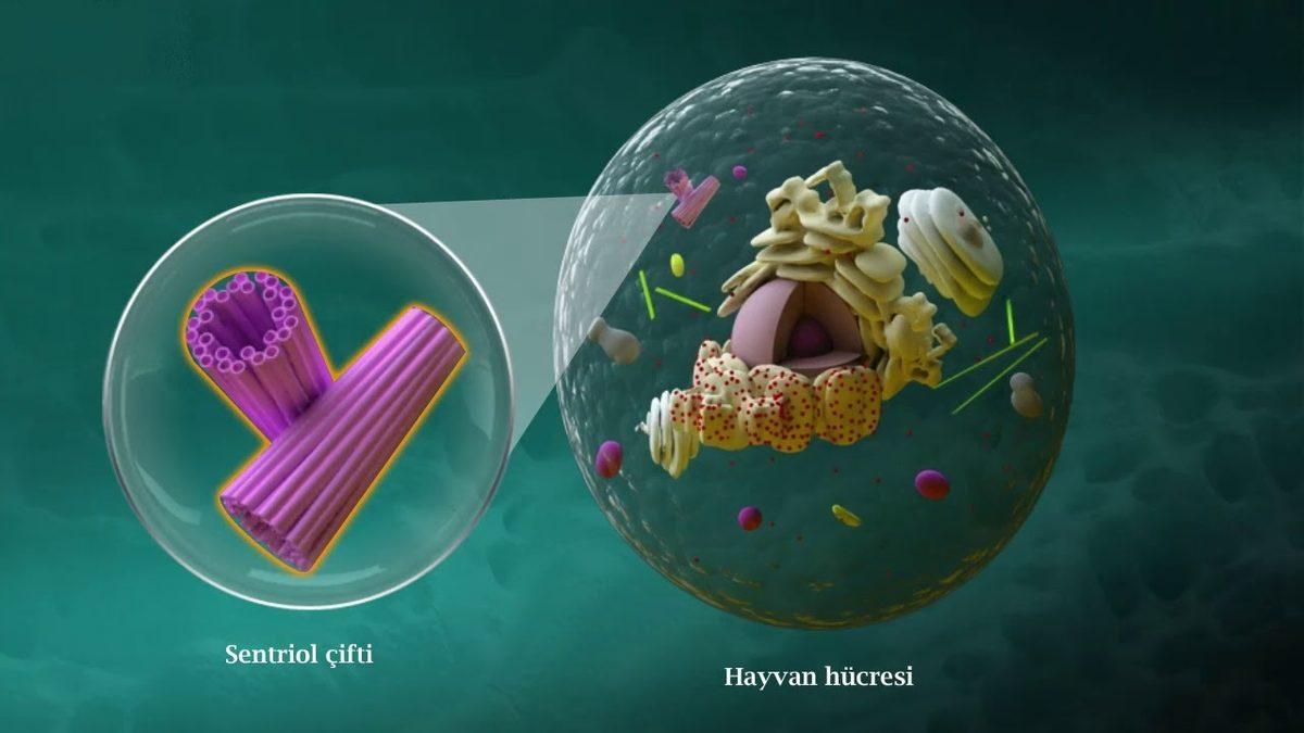 Canlı Yaşamının Devamlılığını Sağlayan Sentriyol Nedir, Ne İşe Yarar?