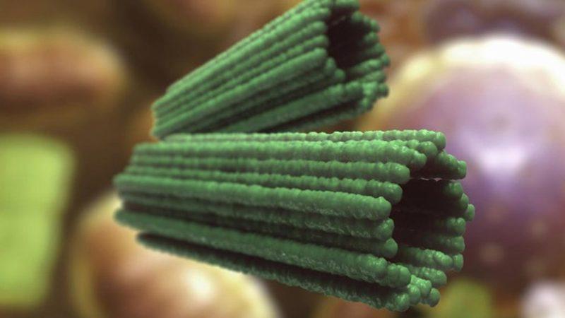 Canlı Yaşamının Devamlılığını Sağlayan Sentriyol Nedir, Ne İşe Yarar?